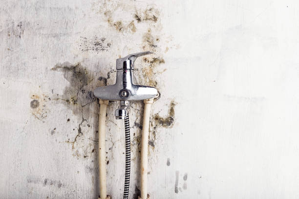 Best Home Mold Removal  in Taylor, MI