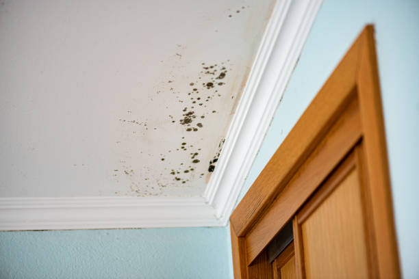 Best Attic Mold Removal  in Taylor, MI