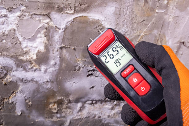 Best Black Mold Removal  in Taylor, MI