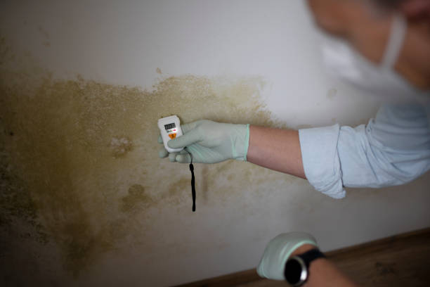Best Professional Mold Removal  in Taylor, MI