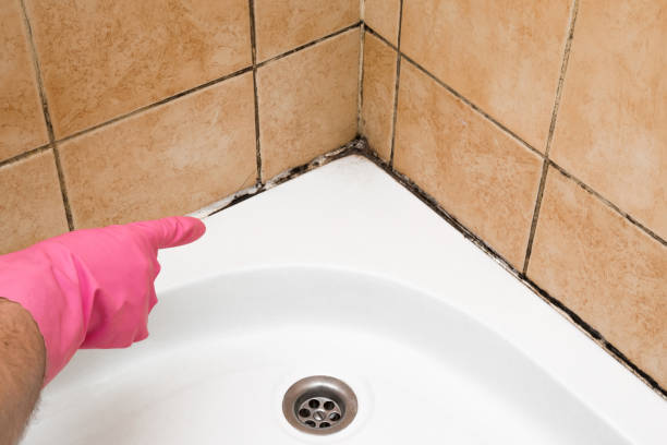 Best Crawl Space Mold Removal  in Taylor, MI