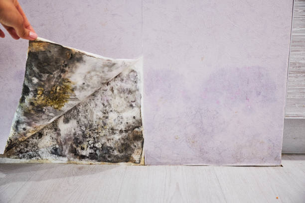 Best Local Mold Removal Service  in Taylor, MI